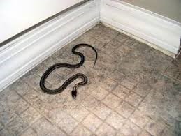 Snake