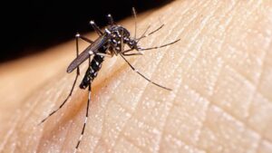 Mosquito