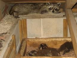 Racoon
