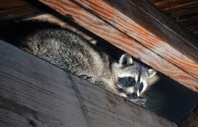 Racoon
