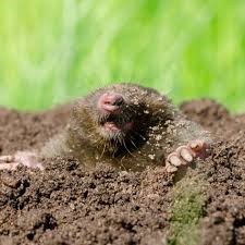 Mouse